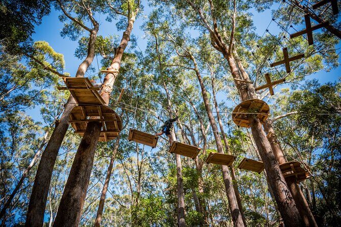 Western Sydney Tree Ropes Course - Summary of Pros and Cons