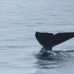 Whale and Dolphin Watching - Private Speed Boat Tour - The Journey to Marine Giants