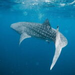 Whale Shark Adventure 2 Days 1 Night Sharing Trip - What You’ll Experience: The Highlights & Challenges