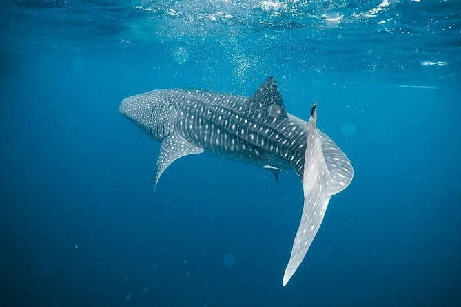 Whale Shark Adventure 2 Days 1 Night Sharing Trip - What You’ll Experience: The Highlights & Challenges
