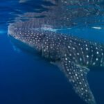 Whale Shark Experience Swim Side by Side with Gentle Giants - Detailed Breakdown of the Itinerary