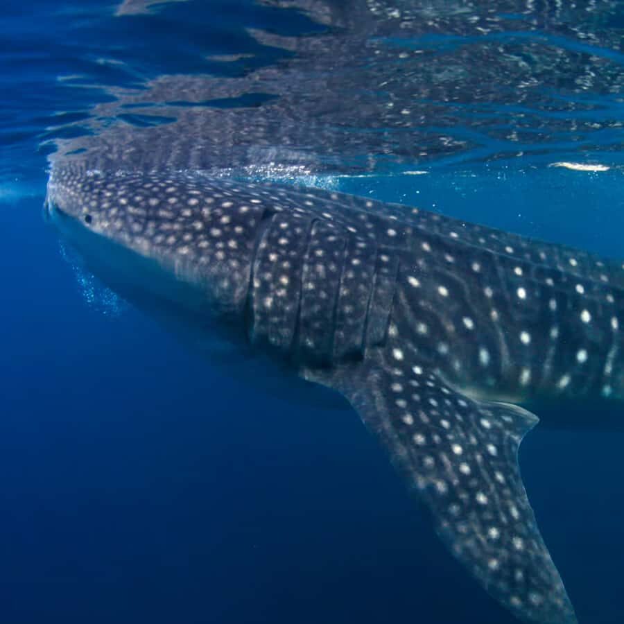 Whale Shark Experience Swim Side by Side with Gentle Giants - Detailed Breakdown of the Itinerary