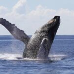 Whale Watching 2026 from Punta Cana - Full Day - Whats Included and Whats Not