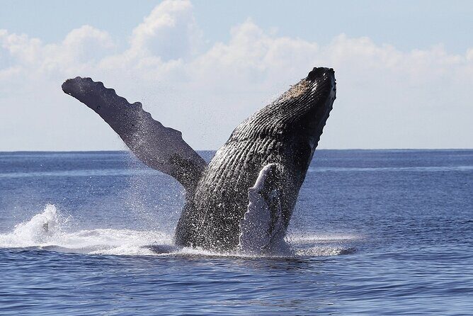 Whale Watching 2026 from Punta Cana - Full Day - Whats Included and Whats Not