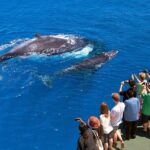 Whale Watching and Waterfalls in Samana Province - Balancing the Experience: Pros and Cons