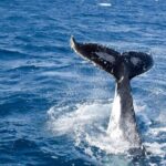 Whale Watching and Wildlife Cruise Townsville and Magnetic Island - Who Will Love This Experience?