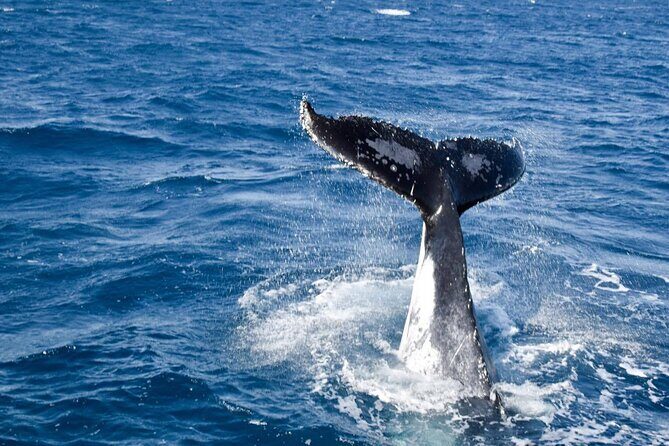 Whale Watching and Wildlife Cruise Townsville and Magnetic Island - Who Will Love This Experience?