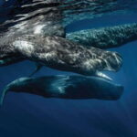 Whale Watching Boat Tour from Galle - Detailed Breakdown of the Itinerary