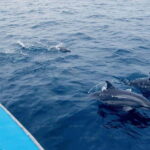 Whale Watching Boat Tour from Hikkaduwa - An In-Depth Look at the Whale Watching Experience