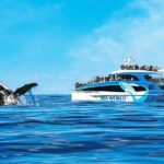 Whale Watching by Sea World Cruises - Why This Tour Offers Good Value