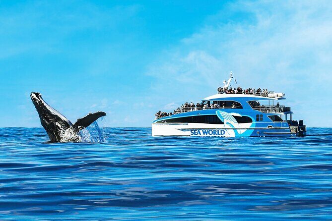 Whale Watching by Sea World Cruises - Why This Tour Offers Good Value