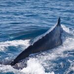 Whale Watching Cruise from Mooloolaba - The Itinerary in Detail