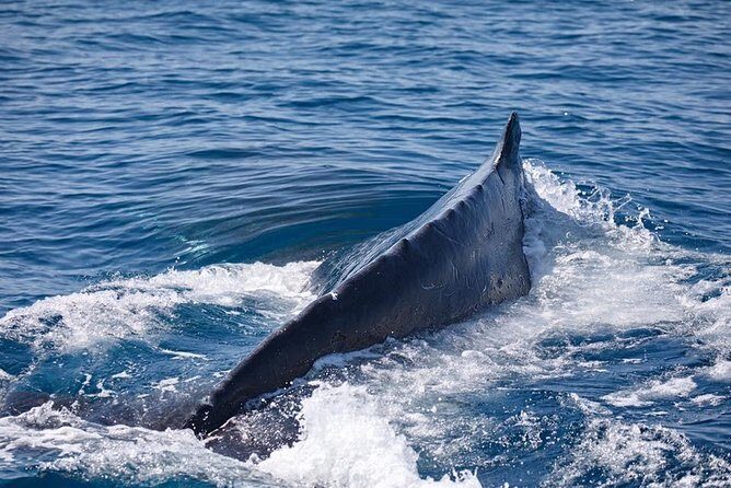 Whale Watching Cruise from Mooloolaba - The Itinerary in Detail