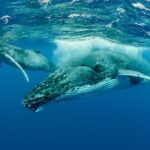 Whale watching DE Tahiti Peninsula - An Authentic Whale Watching Experience in Tahiti