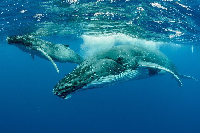 Whale watching DE Tahiti Peninsula - An Authentic Whale Watching Experience in Tahiti