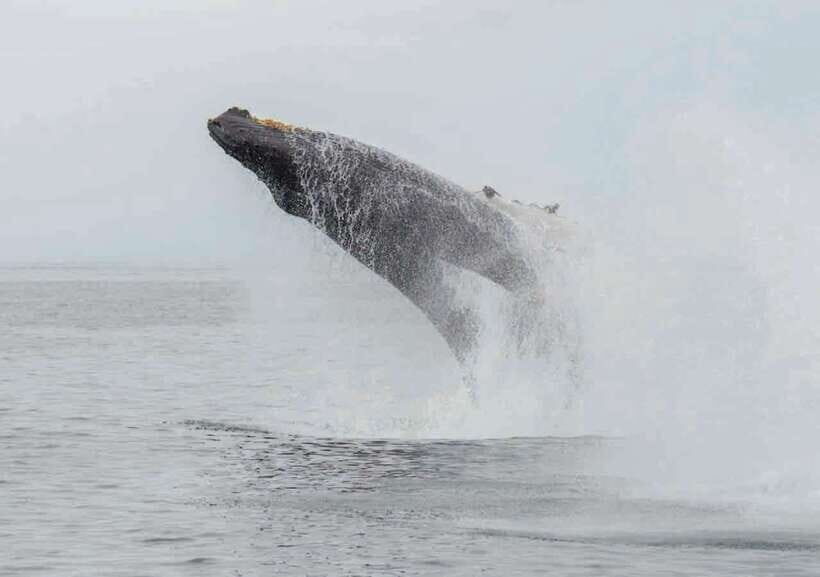 Whale Watching from Ahangama - Detailed Breakdown of the Itinerary and What to Expect