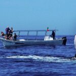 Whale Watching from Beruwala on Shared Boat - FAQs