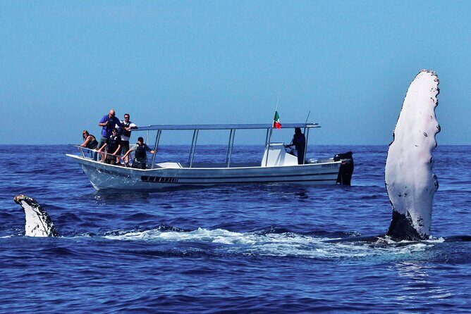 Whale Watching from Beruwala on Shared Boat - FAQs