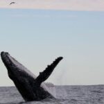 Whale Watching in Coffs Harbour - The Actual Boat Ride: Comfort Meets Excitement