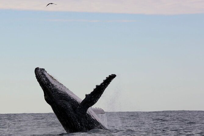 Whale Watching in Coffs Harbour - The Actual Boat Ride: Comfort Meets Excitement