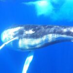 Whale watching in Moorea - The Itinerary: What to Expect