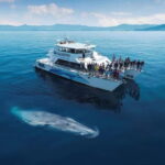 Whale Watching in Sri Lanka  A Majestic Ocean Adventure - The Itinerary Breakdown: What To Expect