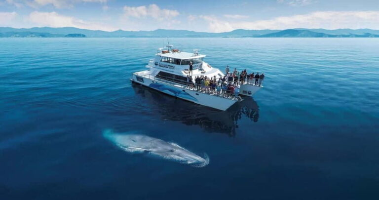 Whale Watching in Sri Lanka  A Majestic Ocean Adventure - The Itinerary Breakdown: What to Expect