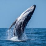 Whale Watching Moorea (non-swimming) - The Itinerary: What to Expect on the Day