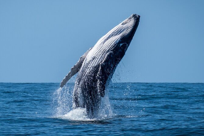 Whale Watching Moorea (non-swimming) - The Itinerary: What to Expect on the Day