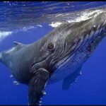 Whale watching more fell up - Practical Insights and Travel Tips