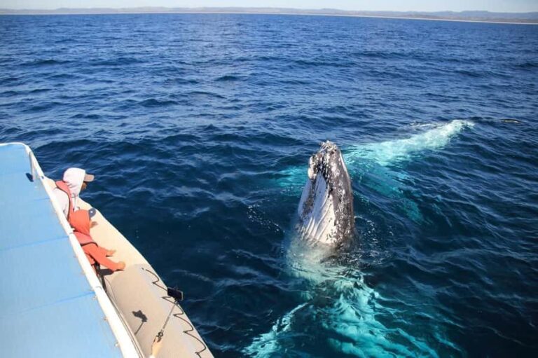 Whale Watching Safari Byron Bay - Who Will Love This Tour?