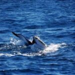 Whale Watching & Safari Tour to Montaña Redonda - Deep Dive into the Details