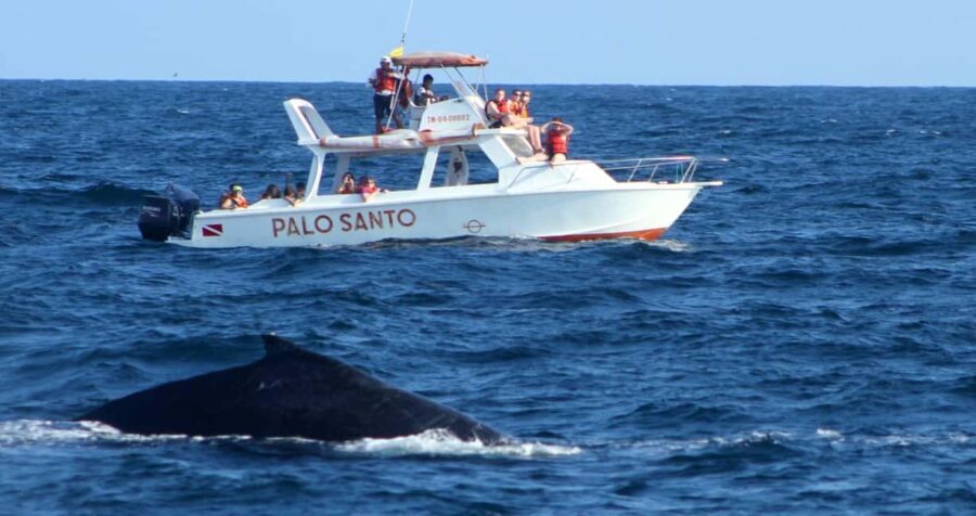 Whale Watching Tour in Samana - Practical Details & What to Expect