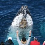 Whale Watching Tour with Spirit of Gold Coast - Authentic Experiences from Reviewers