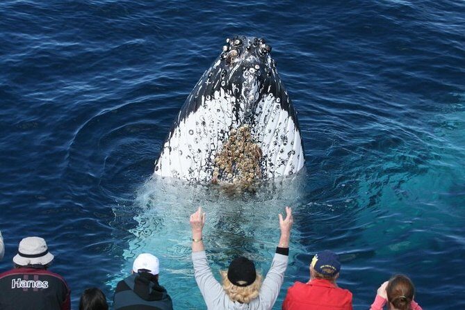 Whale Watching Tour with Spirit of Gold Coast - Authentic Experiences from Reviewers