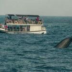 Whale Watching Tour with Transfers - The Benefits of the Organized Tour