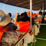 Whale Watching Tour with Transfers - The Itinerary and Experience
