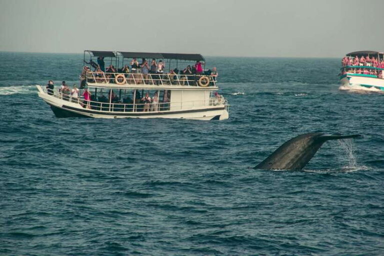 Whale Watching Tour with Transfers - The Benefits of the Organized Tour