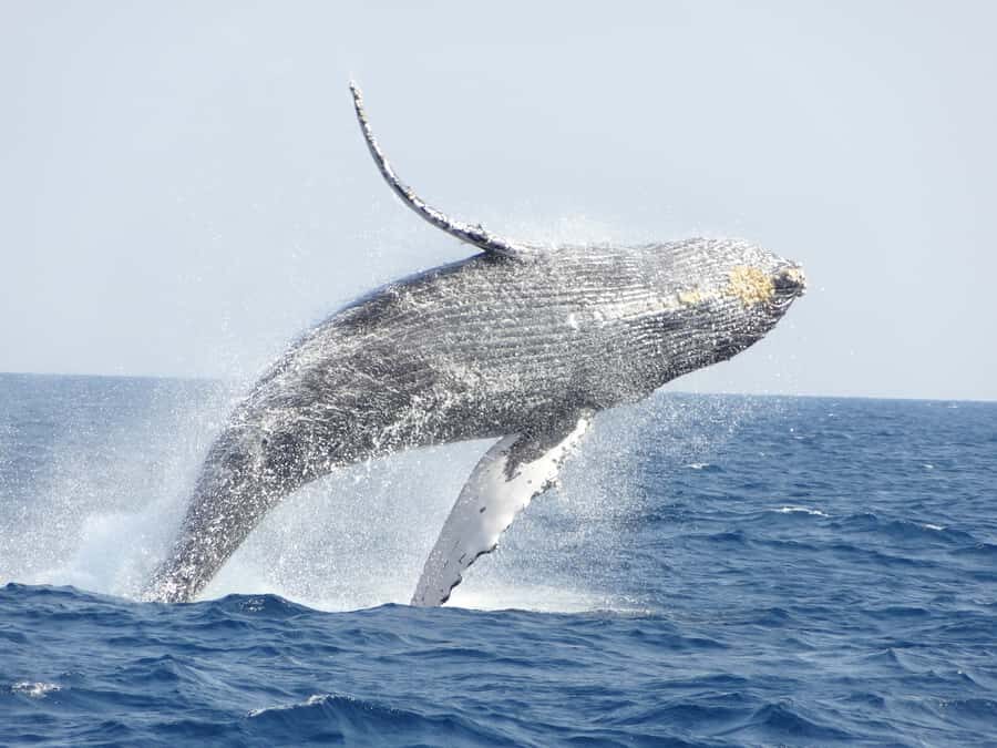 Whale watching tours departing from Naha - Why Choose This Whale Watching Experience?