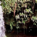 Wild and Medicinal Dominica Private Tour - Final Thoughts