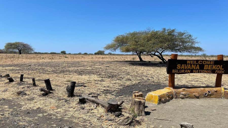 Wild Day Tour: Baluran National Park & Tabuhan Island - Who is this tour best suited for?