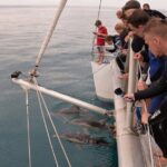 Wild Dolphin Watch in Glenelg - Who Is This Tour Best For?