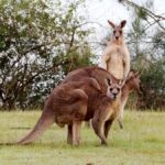 Wild Kangaroos & Blue Mountains private tour - How the Experience Holds Up in Terms of Value