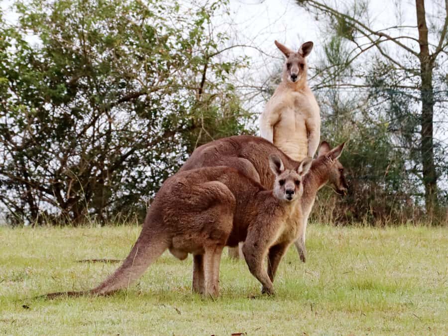 Wild Kangaroos & Blue Mountains private tour - How the Experience Holds Up in Terms of Value
