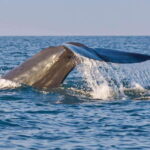 Wild Wonders (8 Days) - Practical Considerations and Value