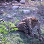 Wildlife Jungle Jeep Safari Ranipur Range, Rajaji National Park - Final Thoughts