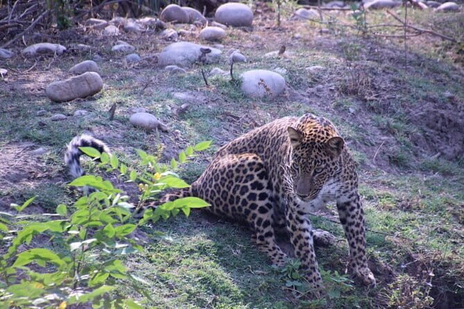 Wildlife Jungle Jeep Safari Ranipur Range, Rajaji National Park - Final Thoughts