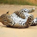 Wildlife safari at Yala National Park - FAQ