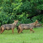 Wildlife Safari Udawalawa - The Sum Up: Is This Safari for You?