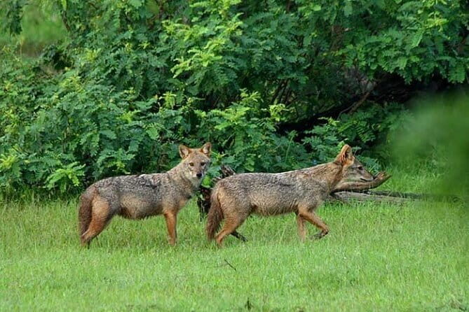 Wildlife Safari Udawalawa - The Sum Up: Is This Safari for You?